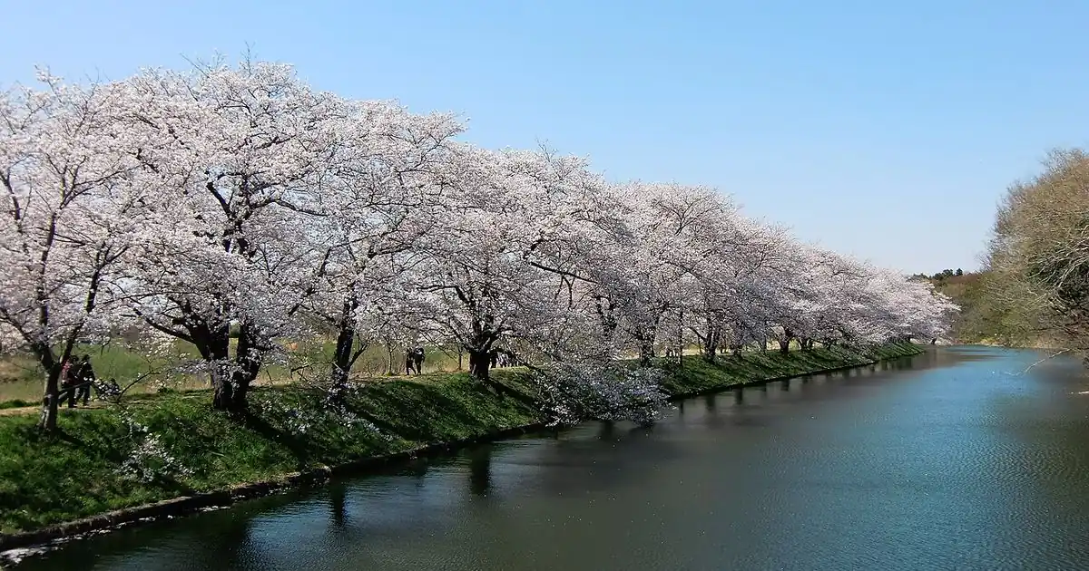 Cherry blossoms in a Japanese park in spring