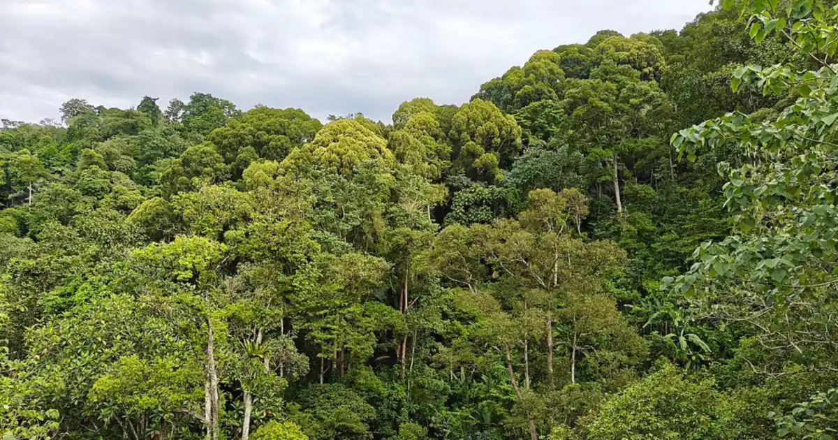 Dense green tropical rainforest canopy and tall trees