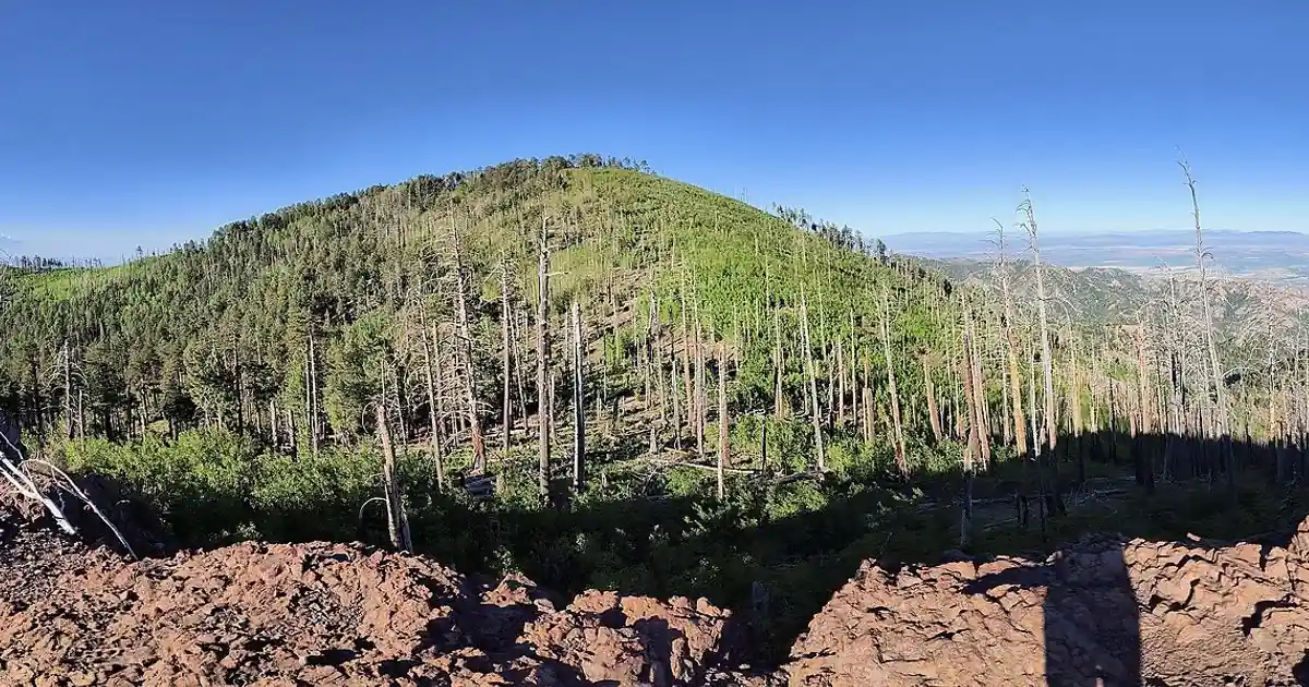 Chiricahua Peak in Arizona, with green forest and bare fire-scarred trees under a blue sky