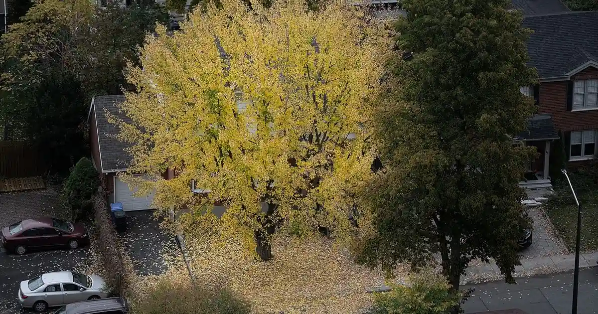 Tree-lined residential street with autumn leaves in a Canadian city