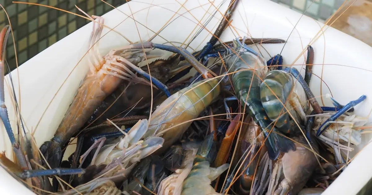 A white container full of fresh whole shrimp with long antennae