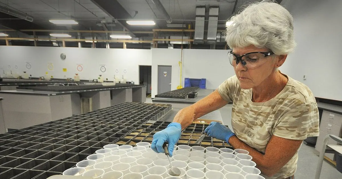 A lab worker in safety glasses and blue gloves scooping soil into rows of small sample cups