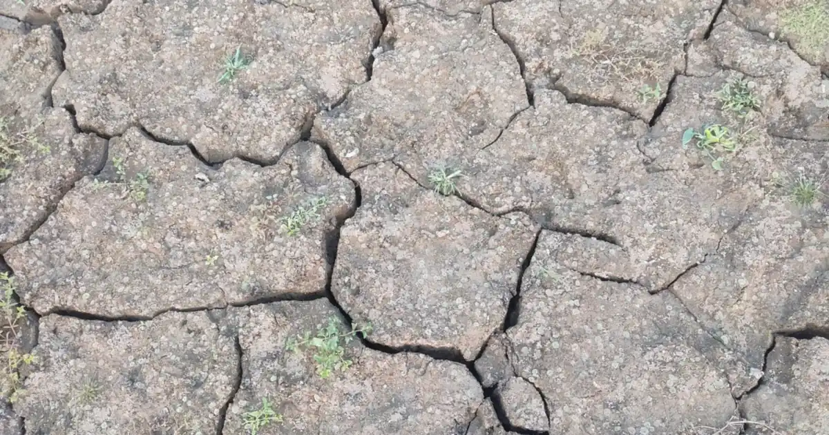 Close-up of dry, cracked soil on parched farmland