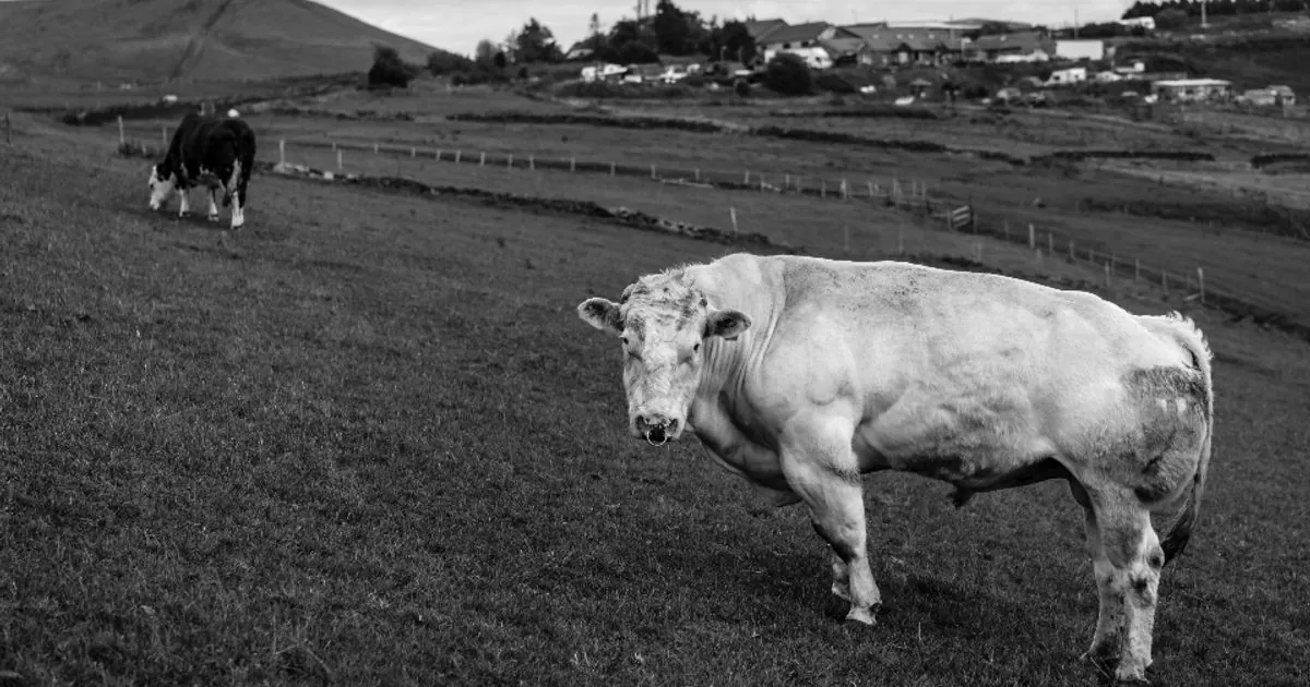 Black and white photo of cattle grazing on a hillside pasture with farm buildings in the distance