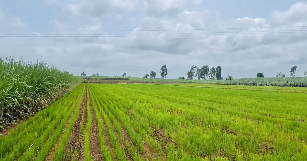 Lush green rice paddy field stretching toward distant trees