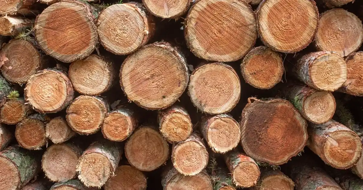 Ends of cut softwood logs stacked in a timber pile