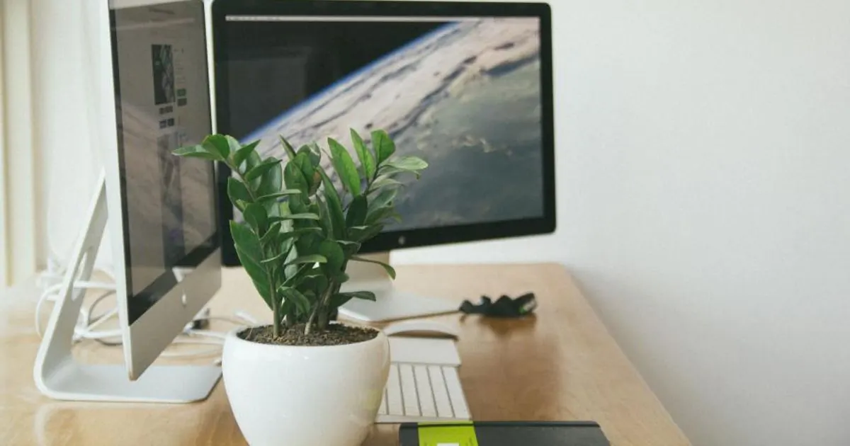 Two computer monitors and a potted plant on a wooden desk