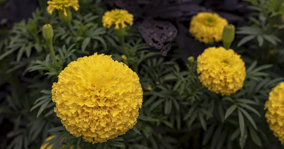 Orange marigold flowers in bloom