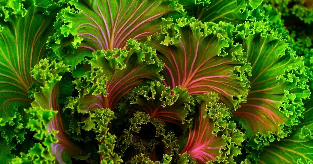 Fresh vegetables for healthy eating