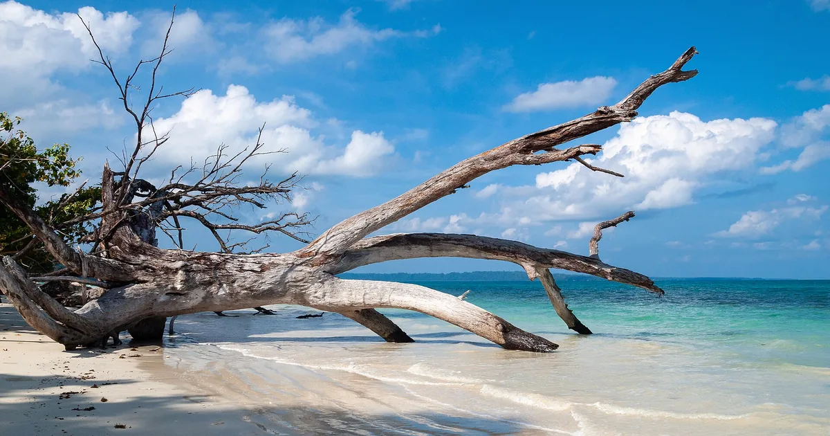 A sandy lagoon and palm trees on a tropical island